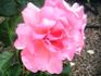Smooth Lady rose photo