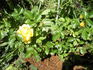 Morning Has Broken rose photo