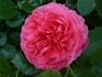 Mittsommermärchen rose photo