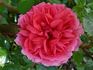 Mittsommermärchen rose photo