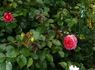 Mittsommermärchen rose photo