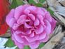 Clair de Lune rose photo