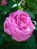 Léonie Lambert rose photo