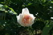 Morabito ® rose photo