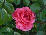 Mittsommermärchen rose photo