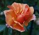 Caffeeteria rose photo