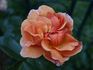 Caffeeteria rose photo