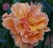 Caffeeteria rose photo