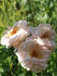 Bolero rose photo
