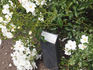 Anita Pereire ® rose photo