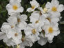 Anita Pereire ® rose photo