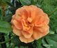 Caffeeteria rose photo