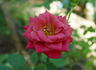 This Is The Day ™ rose photo
