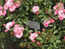 Riverdance rose photo