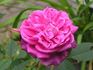 James Sprunt rose photo