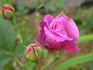 James Sprunt rose photo