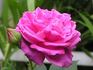 James Sprunt rose photo