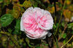 Mademoiselle Berthe Lévêque rose photo
