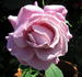Blue Lagoon rose photo