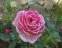 Color Me Pink rose photo