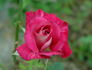 Distant Sounds rose photo