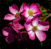 Deutsches Danzig rose photo