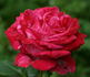 Brigitte Bardot rose photo