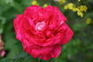 Brigitte Bardot rose photo