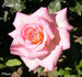 Cuddle Up rose photo