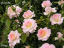 Cuddle Up rose photo