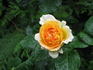 JAC 94-07856 rose photo