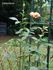 Caffeeteria rose photo