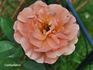 Caffeeteria rose photo