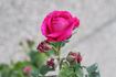 Abailard rose photo