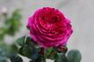 Abailard rose photo