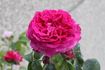 Abailard rose photo