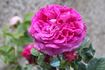 Abailard rose photo