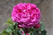 Abailard rose photo