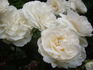Louisa Stone rose photo