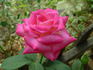 Lobo rose photo