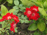 Our Molly rose photo