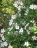 Awayuki rose photo