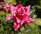 Freedom's Ring rose photo
