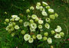 Green Diamond rose photo