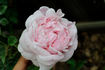 Fragrant Masterpiece rose photo