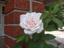 Sweet Afton (hybrid tea, Armstrong rose photo