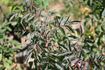 <i>Rosa glauca</i> X <i>Rosa pendulina</i> rose photo