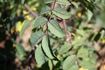 <i>Rosa glauca</i> X <i>Rosa pendulina</i> rose photo