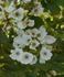 Amaglia rose photo