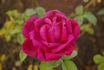 A. Geoffroy de St. Hilaire rose photo